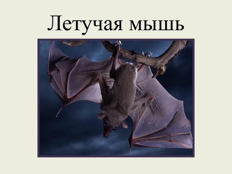 Летучая мышь доклад. Летучие мыши презентация 7 класс. Летучая мышь презентация. Летучая мышь для презентации. Систематическое положение летучей мыши.