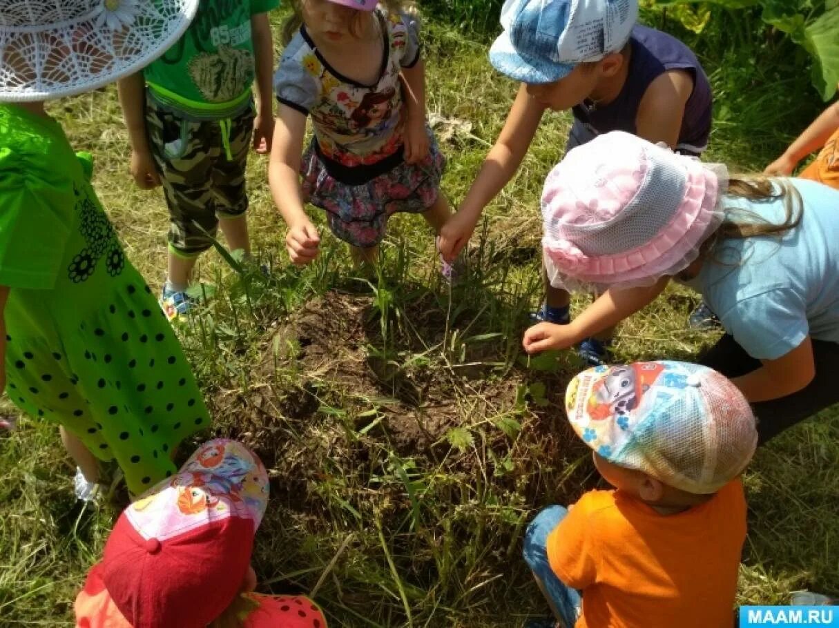 Наблюдения на огороде старшая группа. Наблюдение в детском саду. Наблюдение за насекомыми в ДОУ. Наблюдения детей в саду. Наблюдение детей в детском саду.