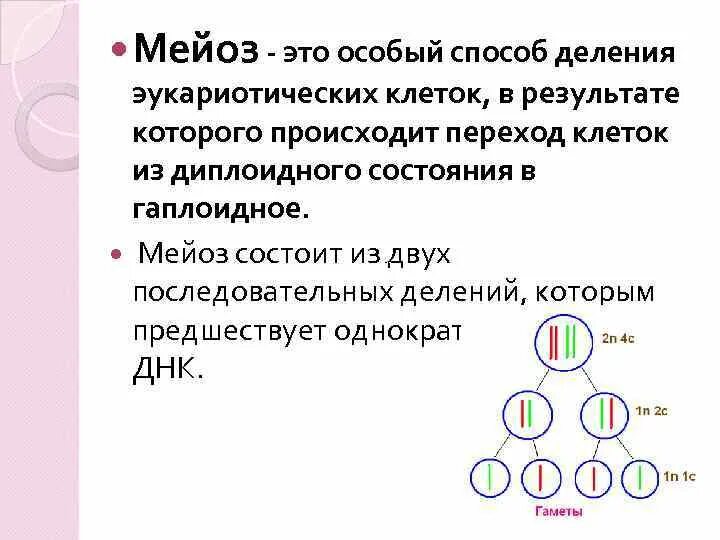 Биологическая сущность мейоза состоит в. Мейоз. Мейоз состоит из двух последовательных делений. Редукционное деление. В результате двух последовательных делений мейоза образовались.