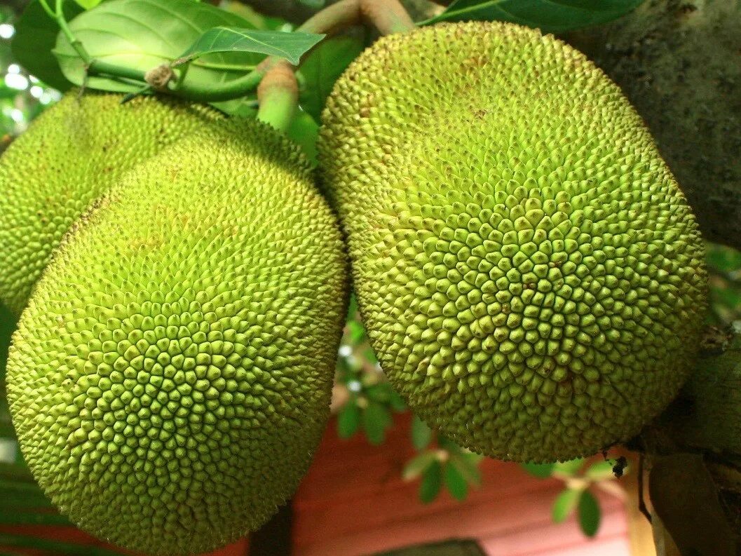 джекфрут тутовые. вьетнамский джекфрут. джекфрукты (хлебное дерево). плод хлебного дерева 8 букв. улу плод хлебного дерева.