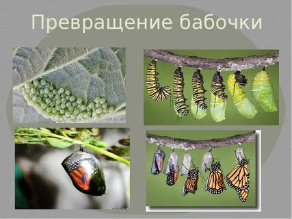 Как называется превращение гусеницы в бабочку