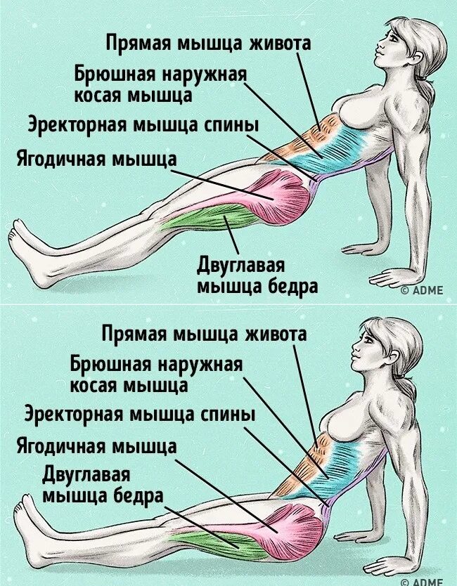 Болит спина ягодицы ноги. Упражнения для мышц живота. Упражнения для мышц ягодиц. Упражнения для прямой мышцы живота. Мышцы задействованные при упражнениях.