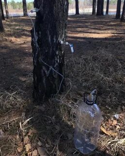 Березовый сок с помощью капельницы