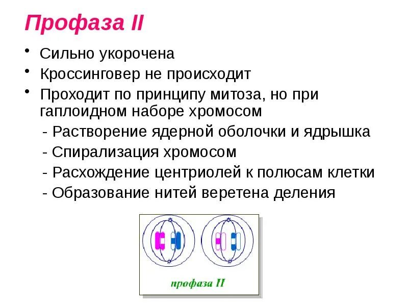 В профазе происходит спирализация хромосом. Профаза спирализация хромосом. Митоз спирализация хромосом. Кроссинговер, профаза митоза. Расхождение центриолей к полюсам клетк.