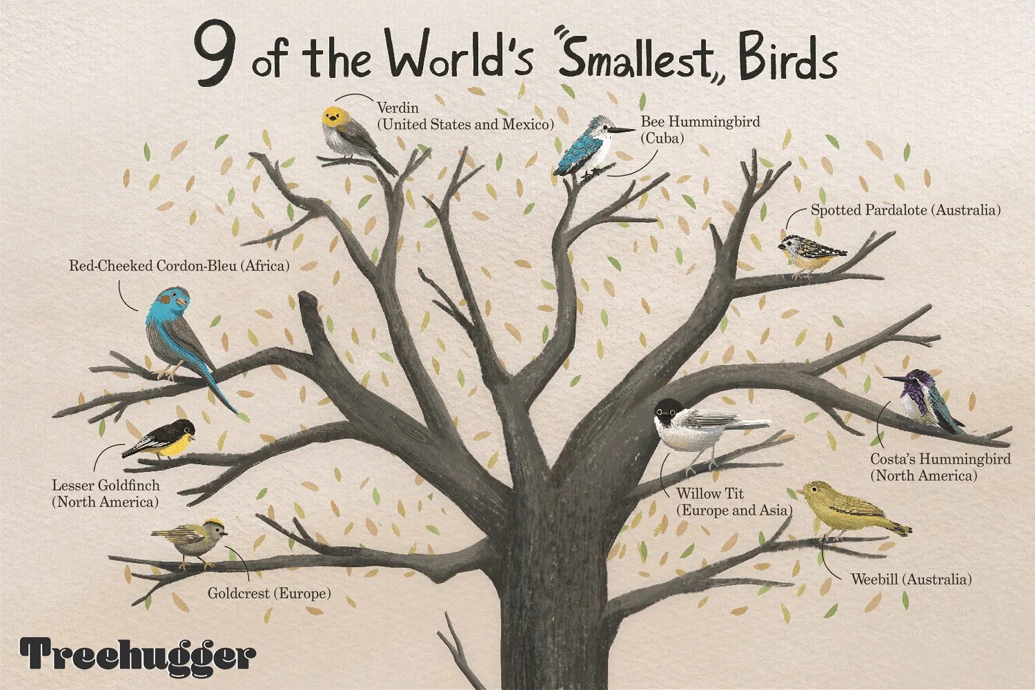 That bird is in the tree. The smallest bird in the world.