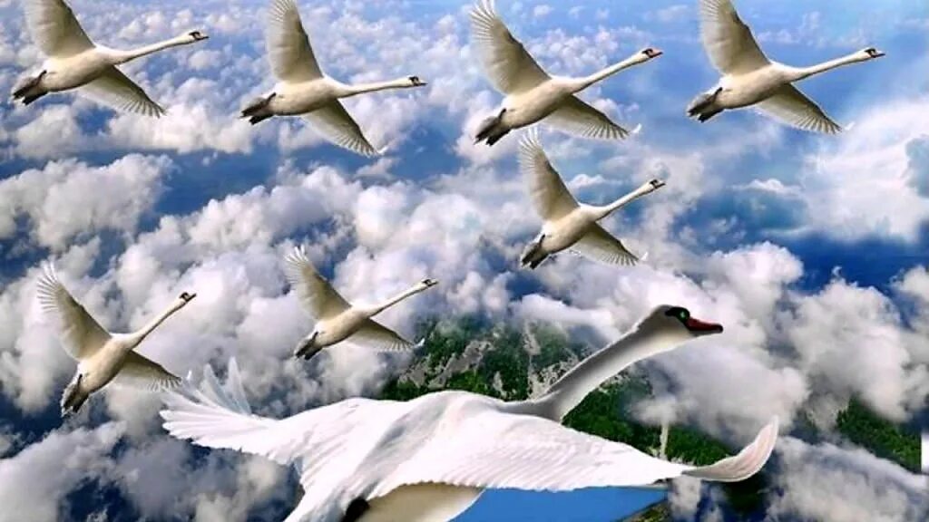 Стая лебедей. Журавль в небе. Птицы улетают. Стая лебедей в полете.