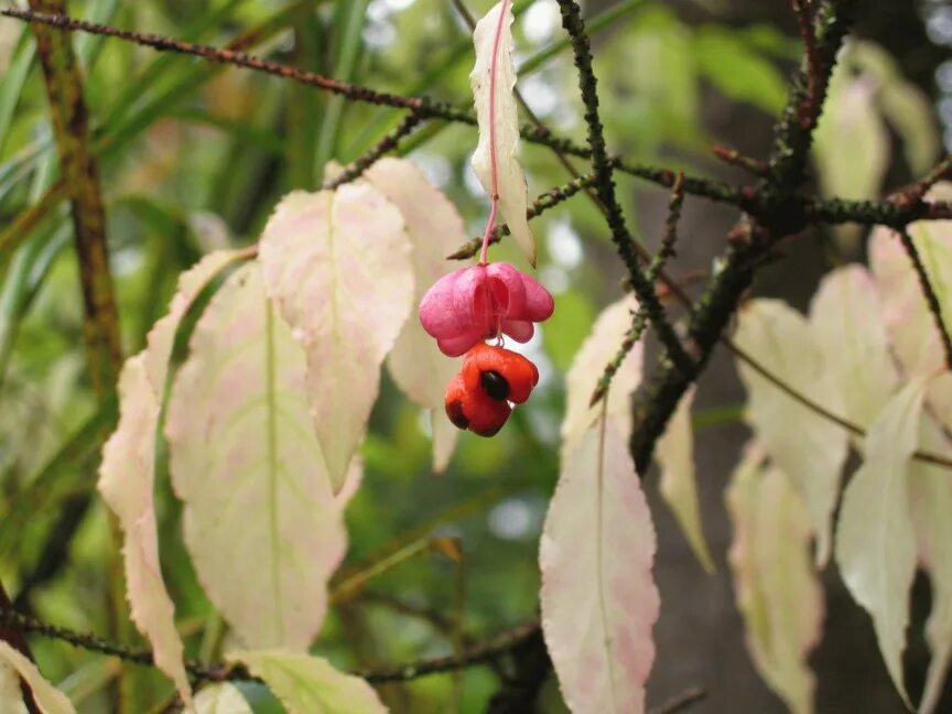 Бересклет маака куст. Бересклет луговой. Крона бересклет бородавчатый. Бересклет маньчжурский. Бересклет ядовитый или нет.