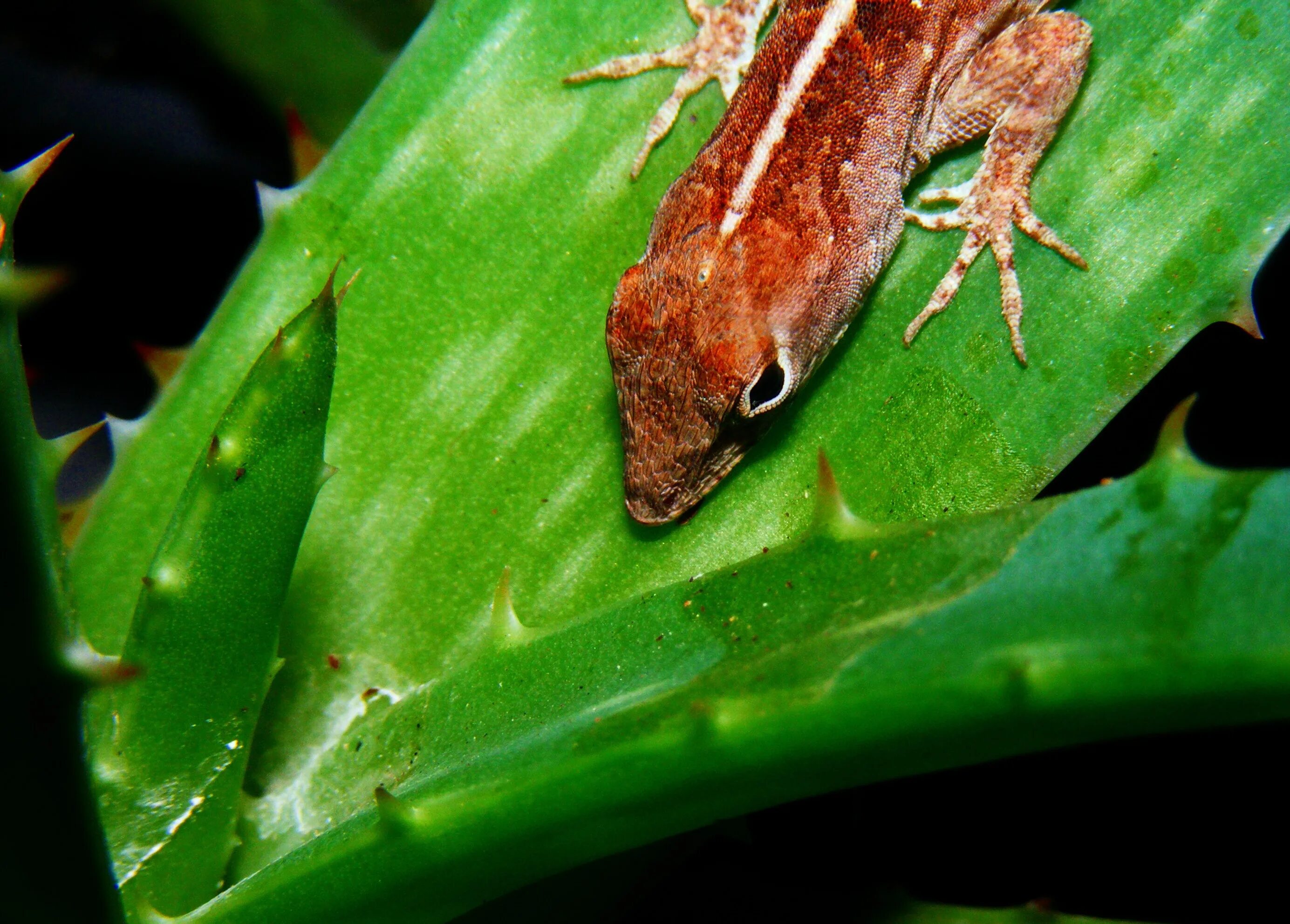 Anolis sagrei. Коричневый анолис. Анолис ящерица. Оранжевый анолис. Лягушка беспозвоночная