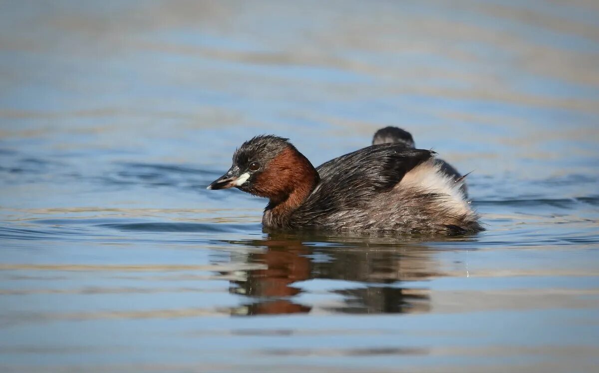 Малая поганка Tachybaptus ruficollis little Grebe. Поганка малая (Podiceps ruficollis). Малая поганка Podiceps ruficollis (Pallas, 1764). Tachybaptus ruficollis. Маленькая поганка