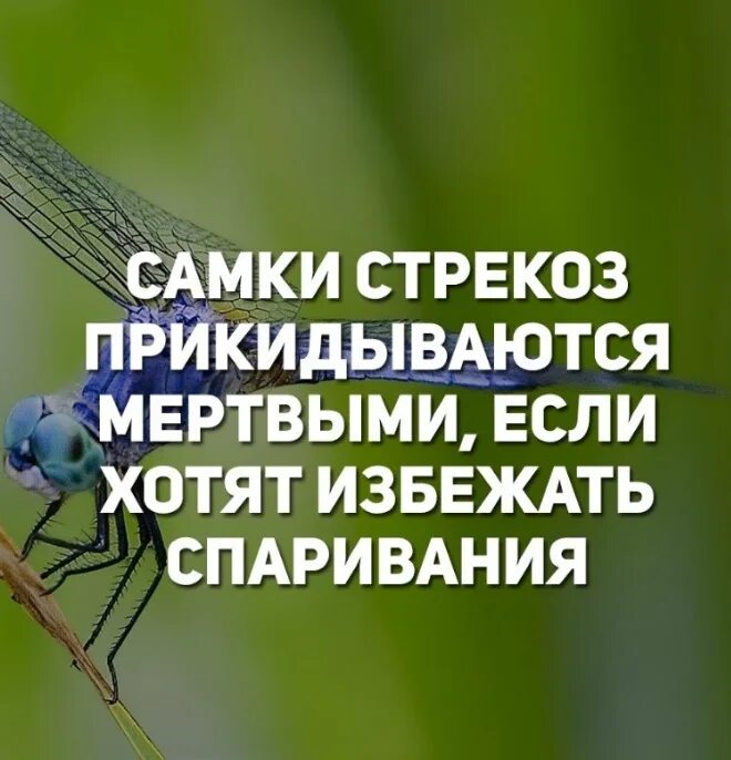 Что значит природа притворилась мертвой