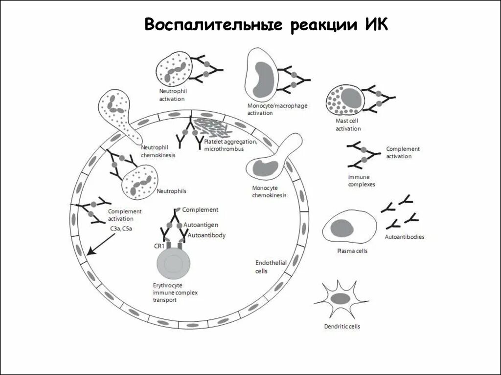 Клетки воспалительной реакции. Схема воспалительной реакции. механизм воспалительной реакции. аутоиммунные реакции схема. реакция воспаления механизм.