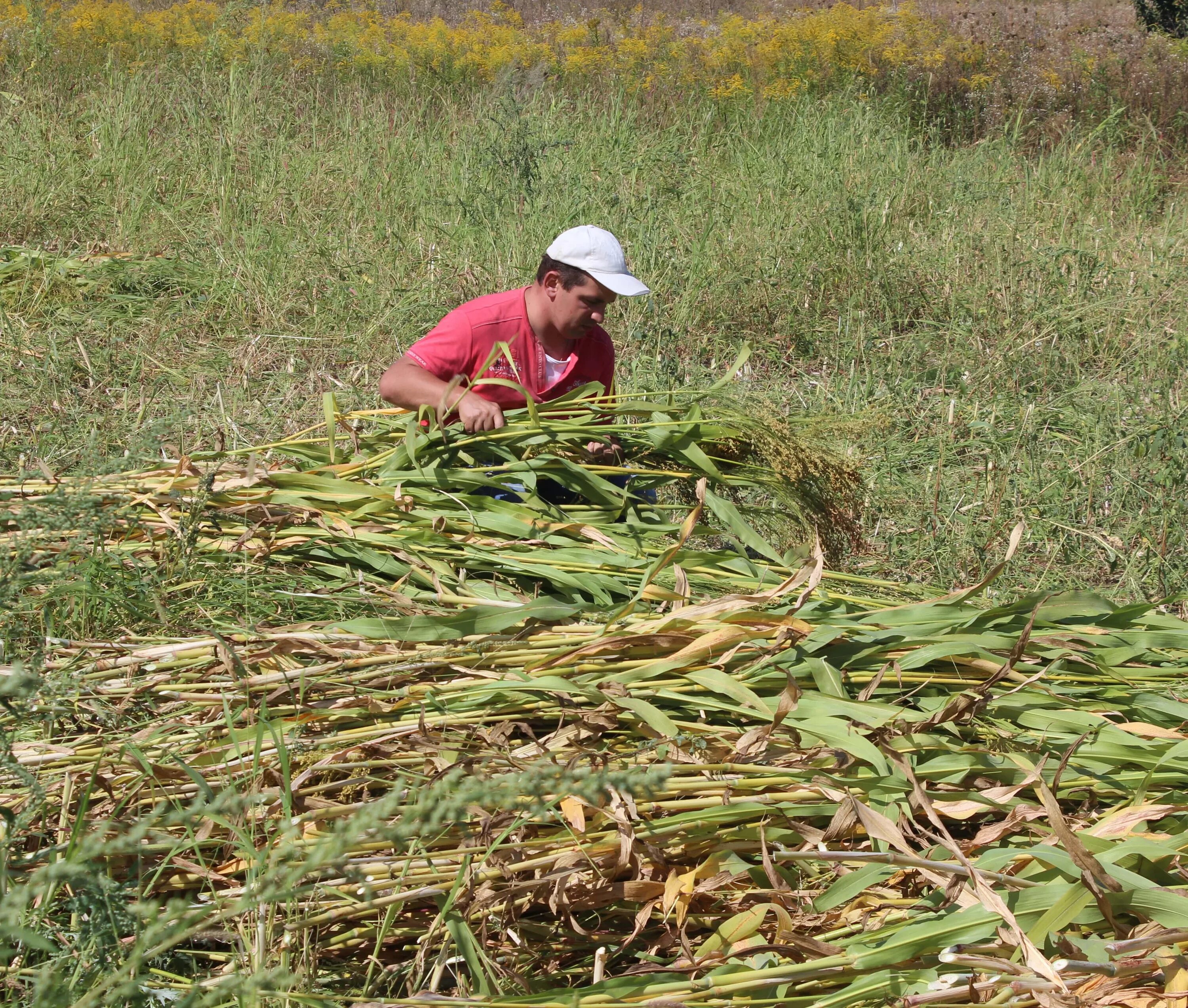 Семена суданская трава кинельская 100. Уборка сорго. Уборка сорго. Уборка сорго на зерно. Уборка сорго.