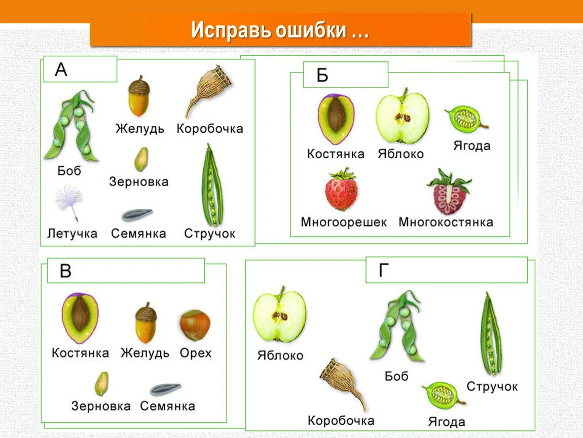 Зерновка боб ягода