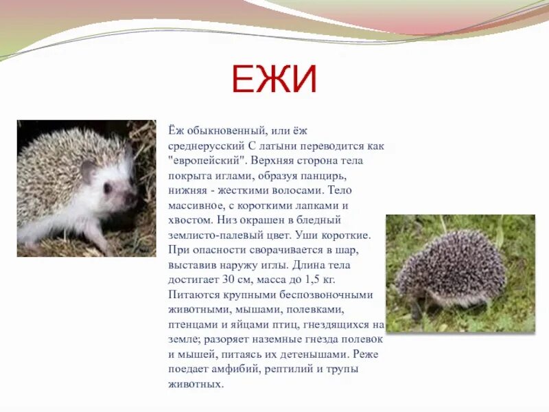 Еж красная книга 2 класс