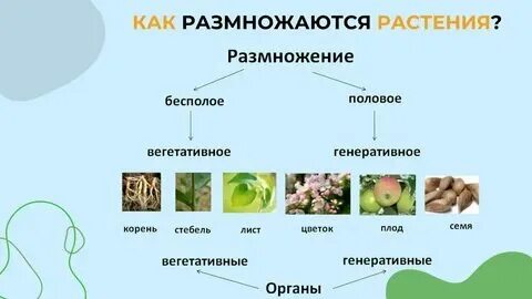 Пример саморегуляции у растений