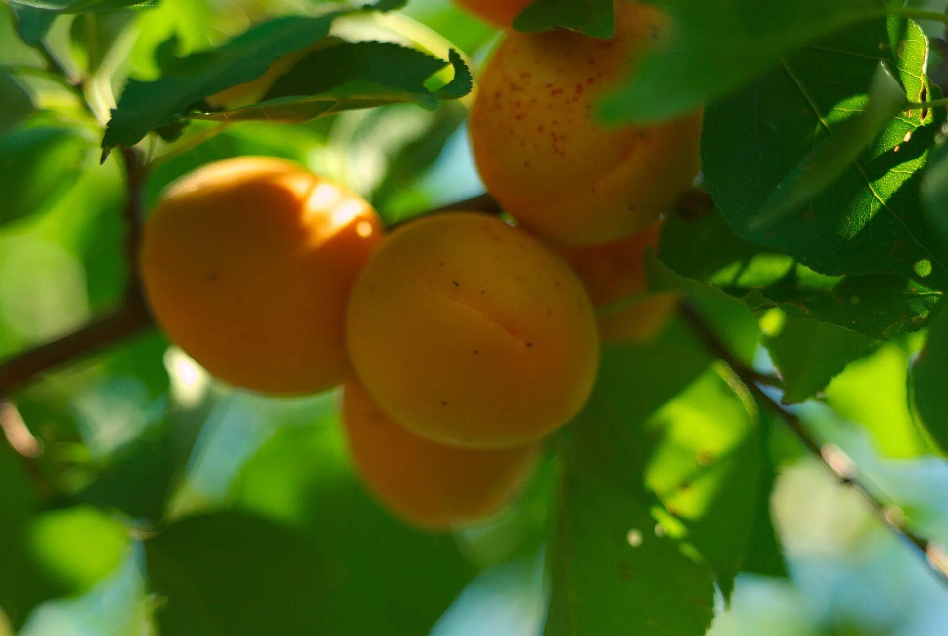 Абрикос хабаровский описание сорта. Абрикос обыкновенный (Урюк) armeniaca vulgaris. Абрикос обыкновенный Prunus armeníaca дерево. Абрикос маньчжурский armeniaca mandshurica.