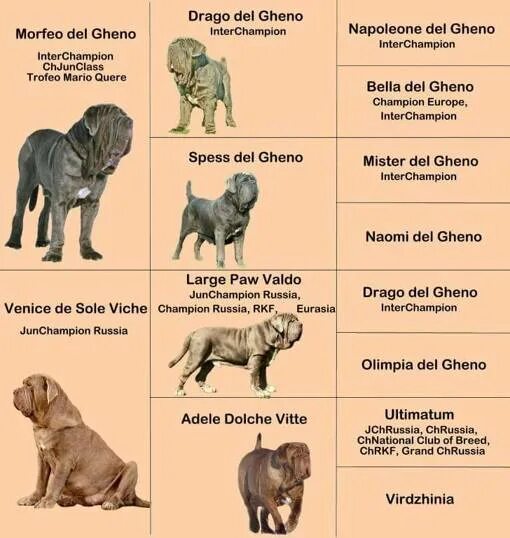 List of mastiff type breeds