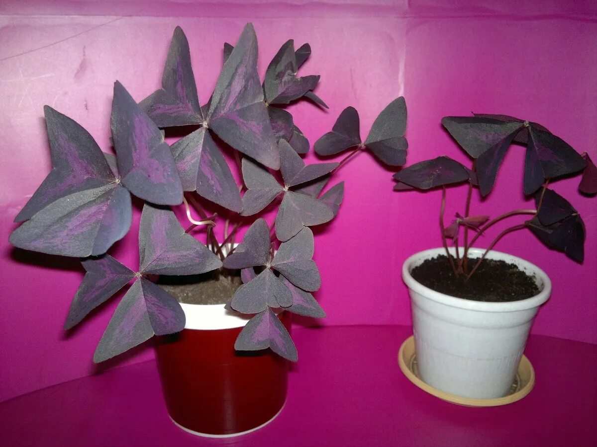 Кислица оксалис. Кислица треугольная (Oxalis triangularis). Кислица фиолетовая оксалис. Цветок бабочка Кислица