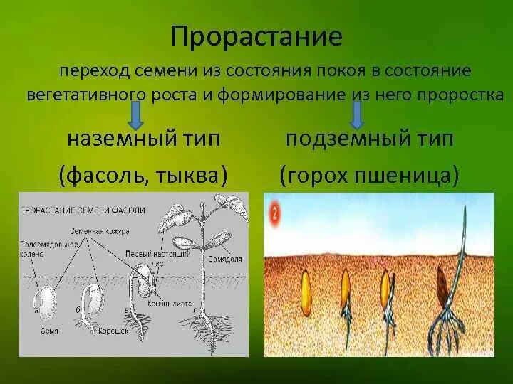 С чего начинается прорастание семени и почему. Надземны тим прорастания семян. Надземное прорастание и подземное прорастание. Надземный Тип прорастания. Подземный Тип прорастания семени.