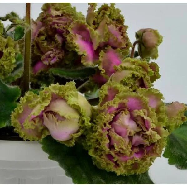 African violet 'Расплетало Лето Косы' - Large densely double pink flowers with g