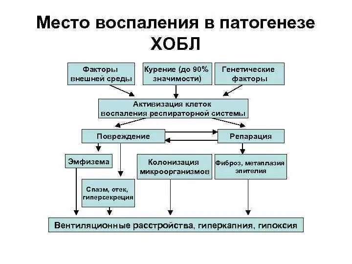 Заболевания легких этиология. Хроническая обструктивная болезнь легких этиология. Хроническая обструктивная болезнь лёгких патогенез. Хроническая обструктивная болезнь легких этиология. Хроническая обструктивная болезнь лёгких патогенез.