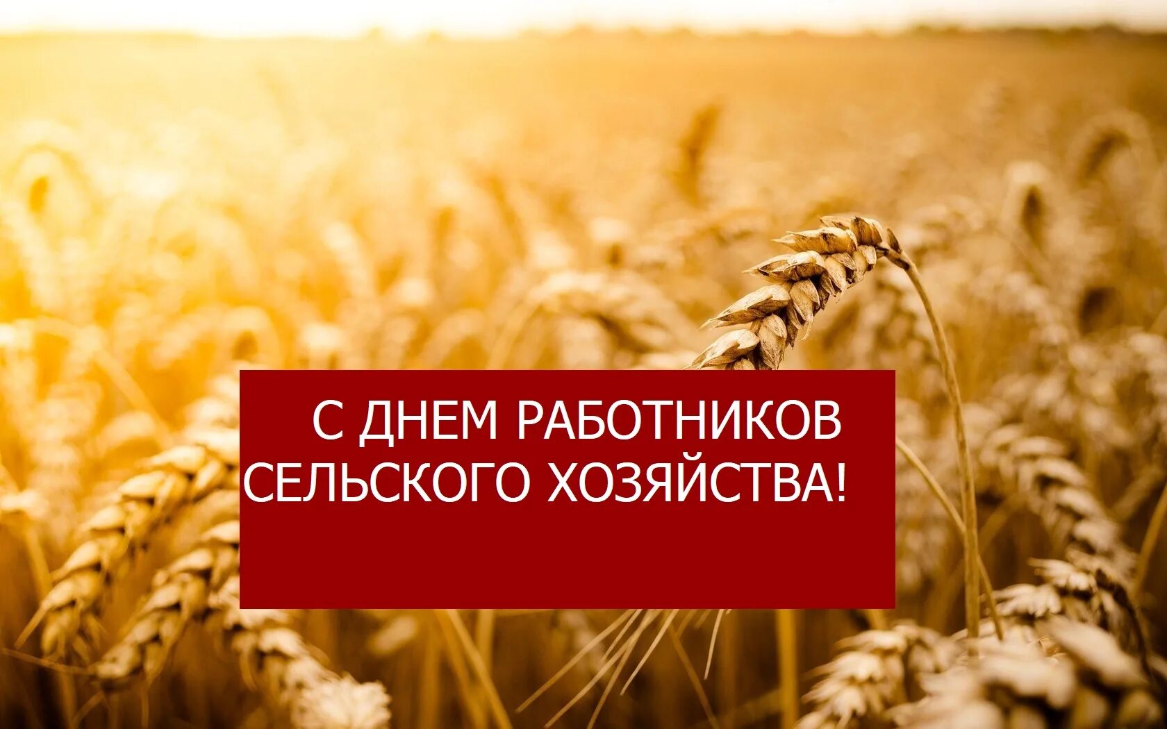 День сельхозработника 2025 какого числа. Заставка день работника сельского хозяйства. 11 октября день сельского хозяйства. с днем работника сельского хозяйства картинки. день работника сельского хозяйства надпись.