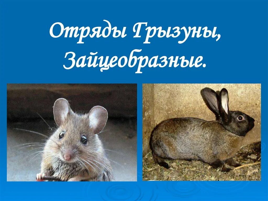 Млекопитающие отряд зайцеобразные. Отряды млекопитающих грызуны зайцеобразные. отряды млекопитающих грызуны зайцеобразные таблица. отряд зайцеобразные. представители отряда зайцеобразных.