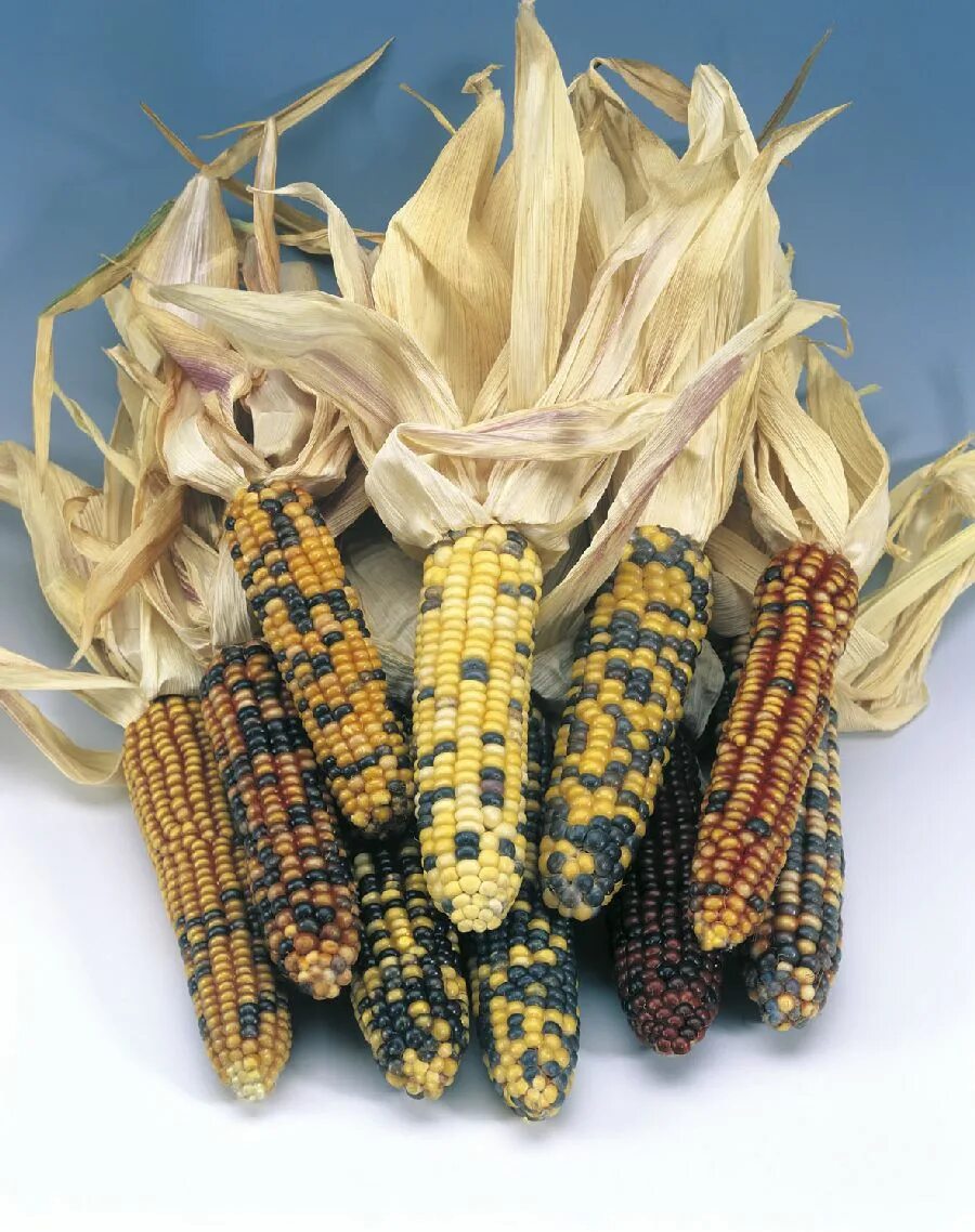 Mays corn. Кукуруза декоративная амеро. Семена кукурузы амеро декоративная. Декоративная кукуруза Zea Mays. Кукуруза декоративная амеро 5шт Гавриш.