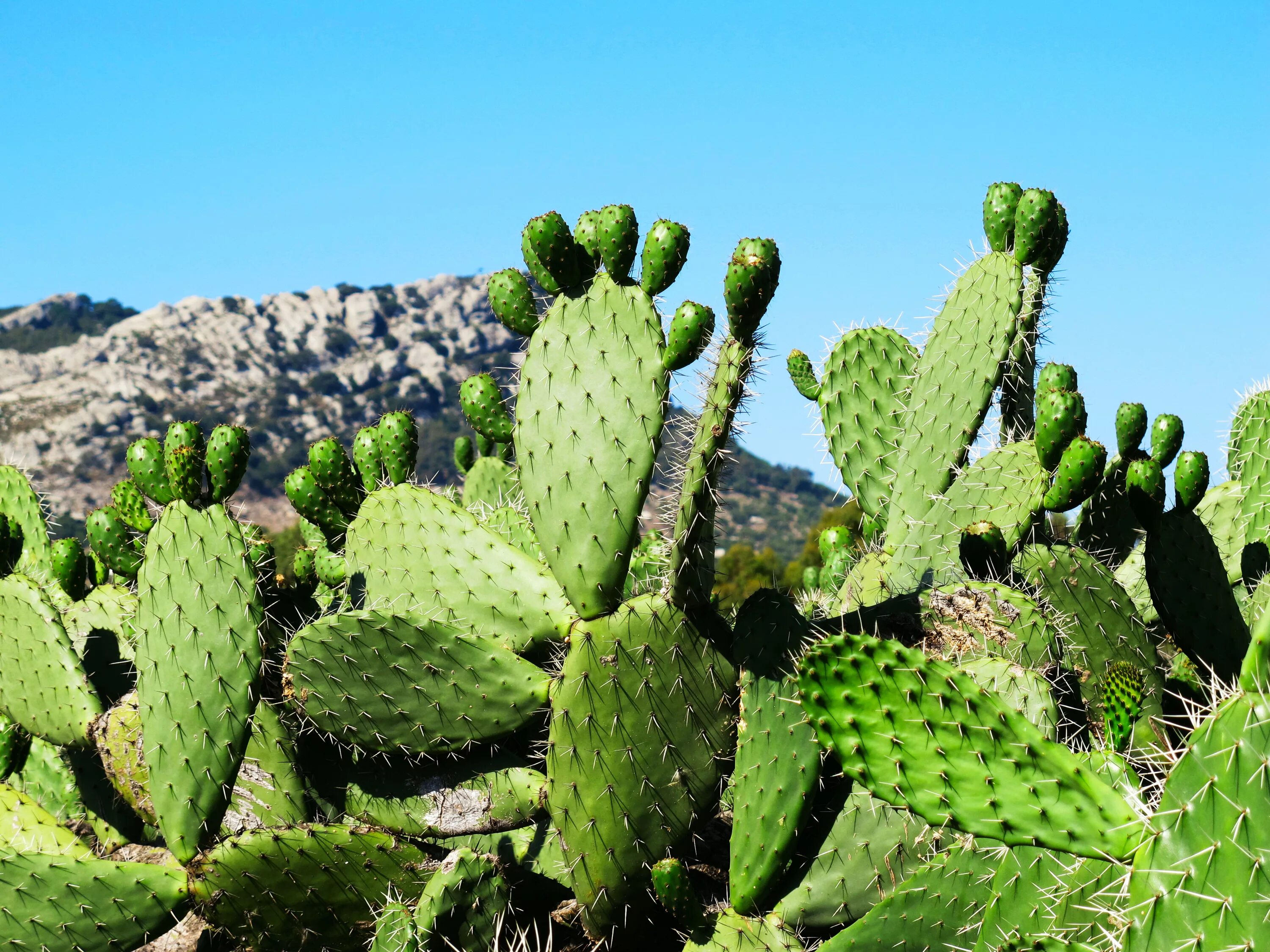 Cactus dg. Опунция (Opuntia). Кактус опунция Марокко. Амбосели опунция. Опунция Альба.