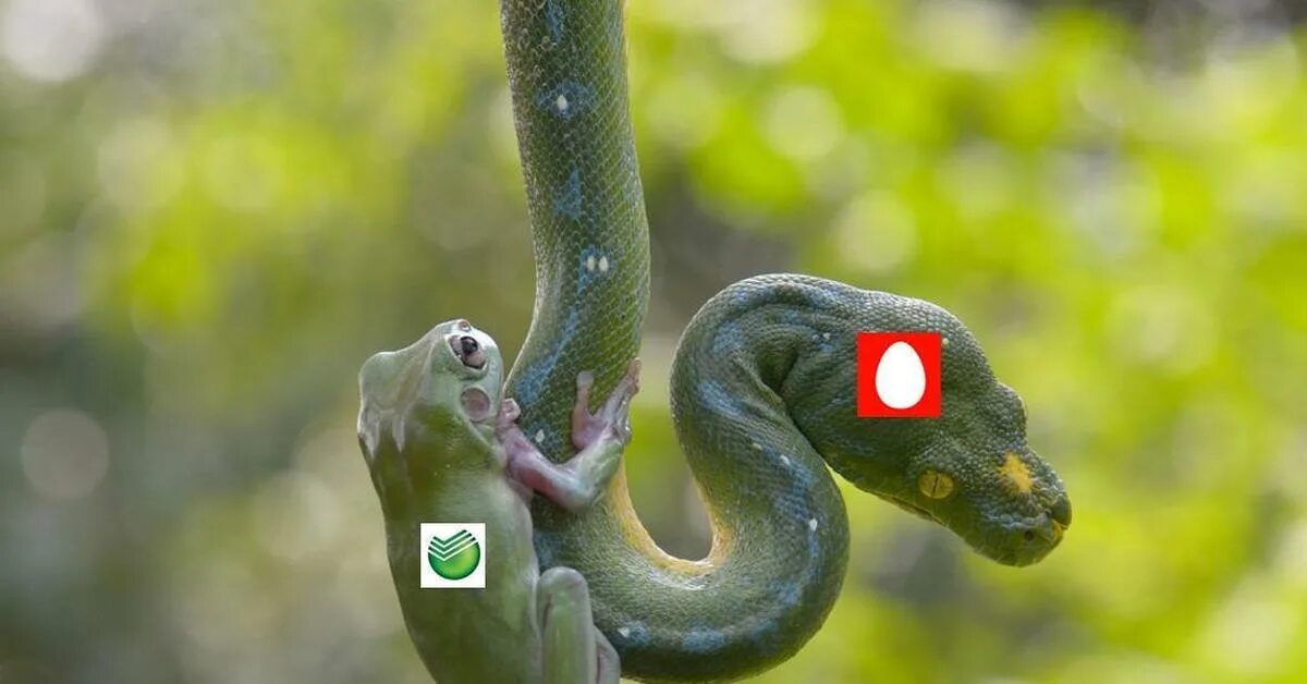 Пресмыкающиеся пойкилотермные. Зеленая гадюка тайланд. Гадюка, варан, крокодил. Змея бойга мангровая. Лягушка это рептилия.