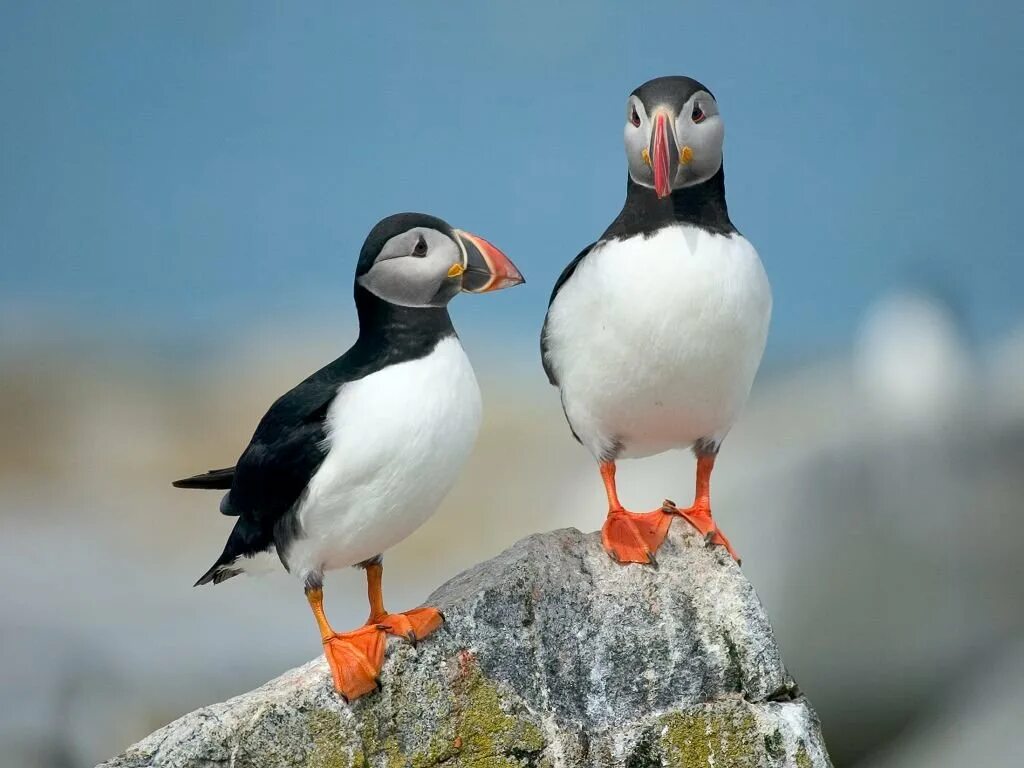 Atlantic Puffin. Кайра птица Арктики. Полярная кайра. Кандалакшский заповедник тупик.