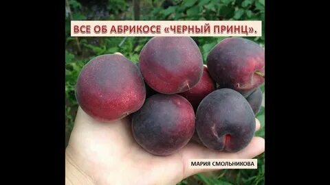 Сорт абрикоса черный принц