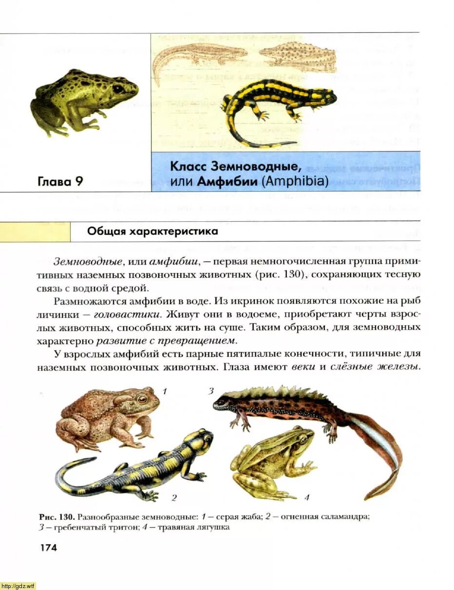 Сходства в размножении земноводных и рыб. Эволюция амфибий схема. Гребенчатый Тритон травяная лягушка серая жаба. Классификация гребенчатого Тритона. Эволюция земноводных.