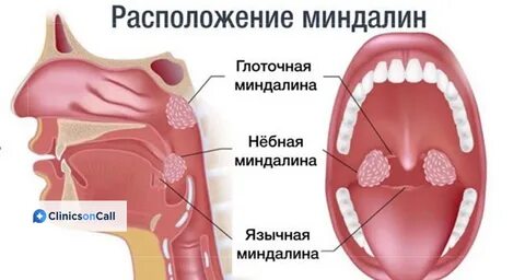 Миндалевидные железы