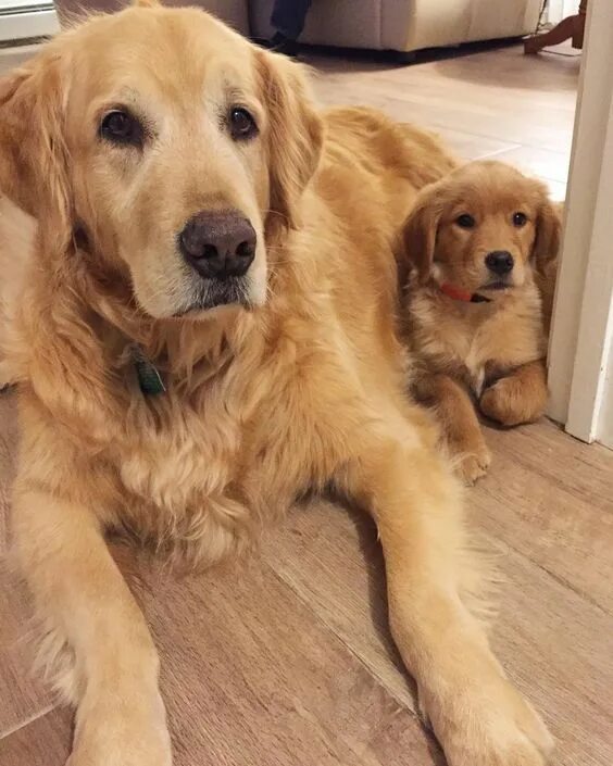 Best Dog Names for Golden Retrievers Dogs golden retriever, Retriever dog, Retri