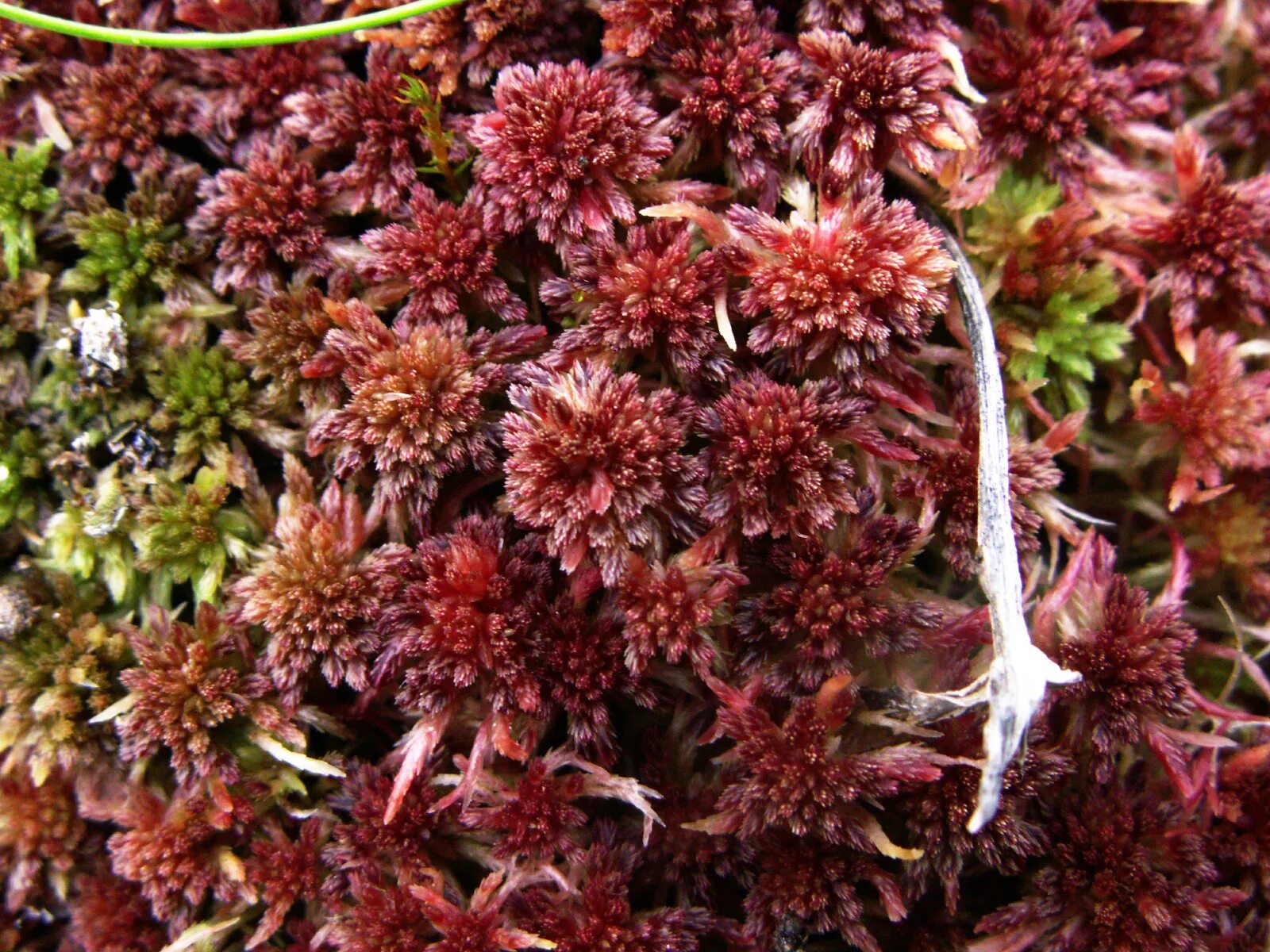 Бурый мох. Sphagnum rubellum. сфагнум красноватый. sphagnum мох. sphagnum rubellum болото.