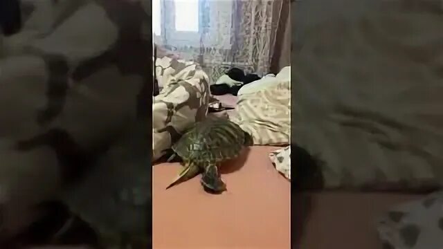Черепаха какает