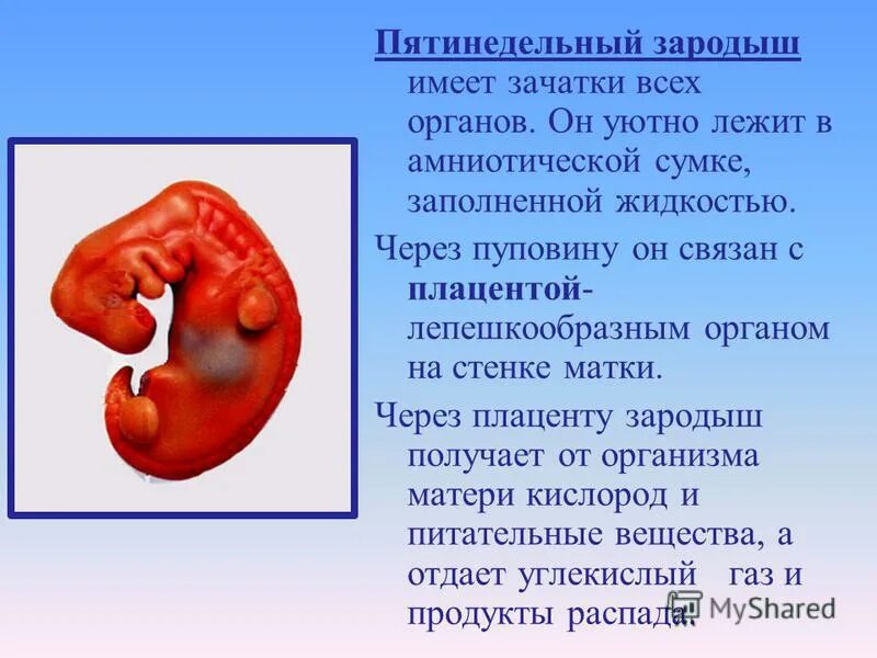 Беременность и роды 8 класс биология
