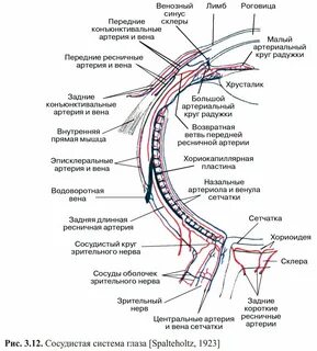 Гемодинамика глаза