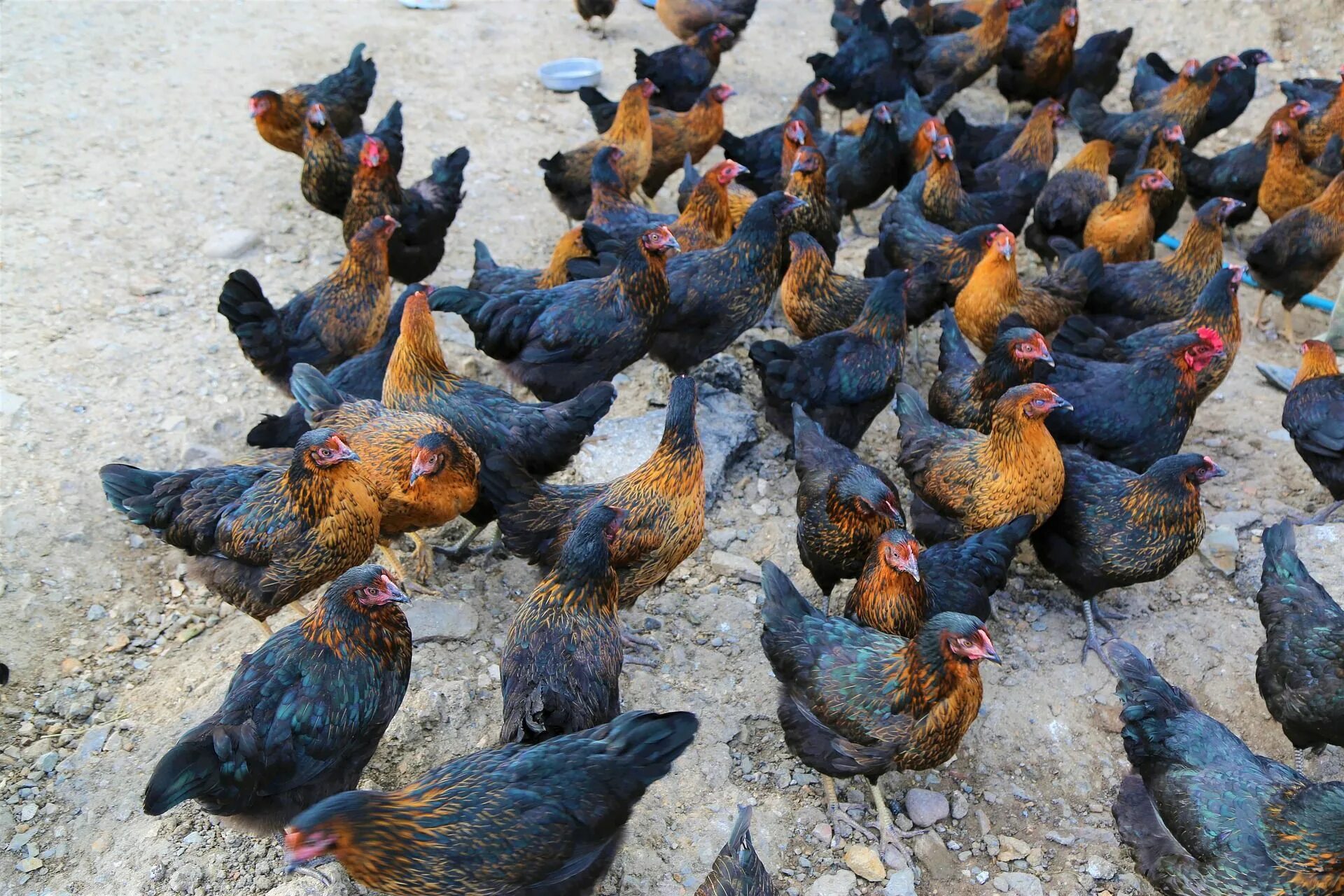 Султанка куры. Турецкие куры. Курицы в Турции. Куры породы турецкая султанка.