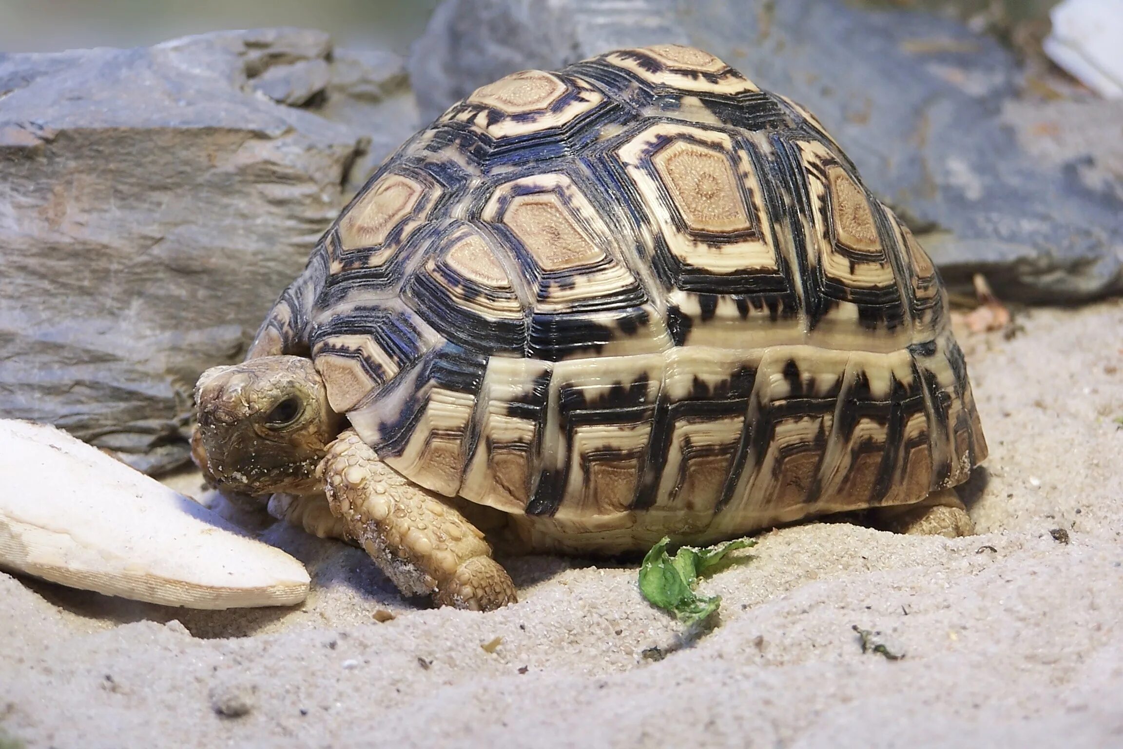 Turtle черепаха. Гигантская черепаха восмера. Капская крапчатая черепаха. Пантеровая черепаха. Geochelone pardalis.