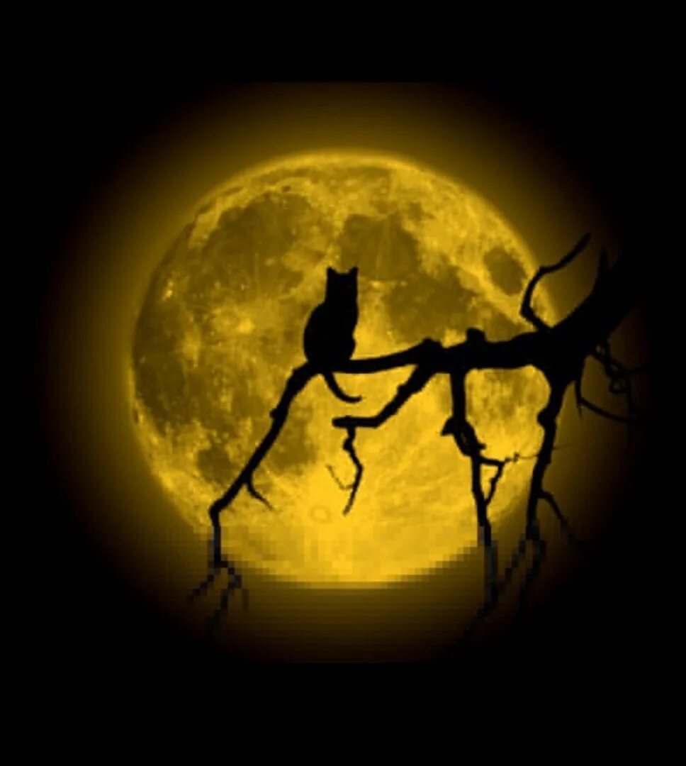 Ночь в мондштате счастливая случайность 2. Случайность это Непознанная закономерность. Силуэт кота на фоне Луны. Черная кошка на фоне Луны. Случайность- не познная закономерность.