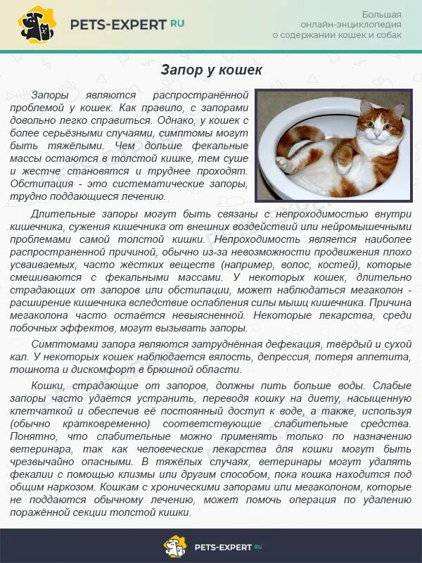 Можно ли котам масло