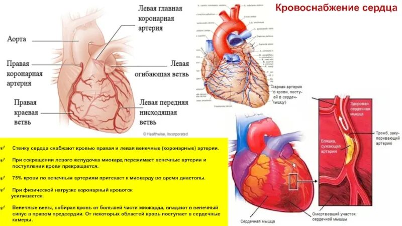 Какая кровь в левом желудочке сердца. Кровоснабжение сердца коронарные артерии стенки. Венечные (коронарные) сосуды снабжают кровью. Артерии кровоснабжающие миокард сердца. Правая и левая коронарные артерии сердца.