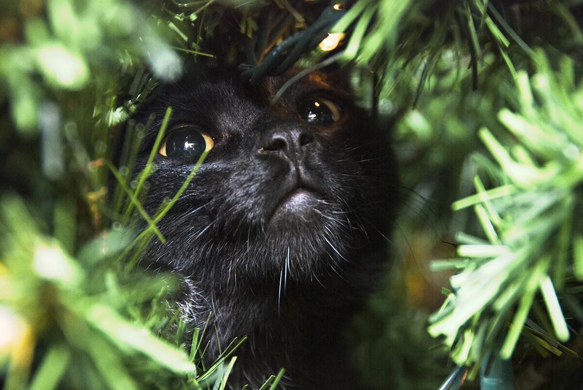 Нова кот. Черный кот новый год. Черный кот под елкой. Черные котики на елке. Чёрная кошка новогдная.