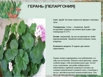 Признак герань