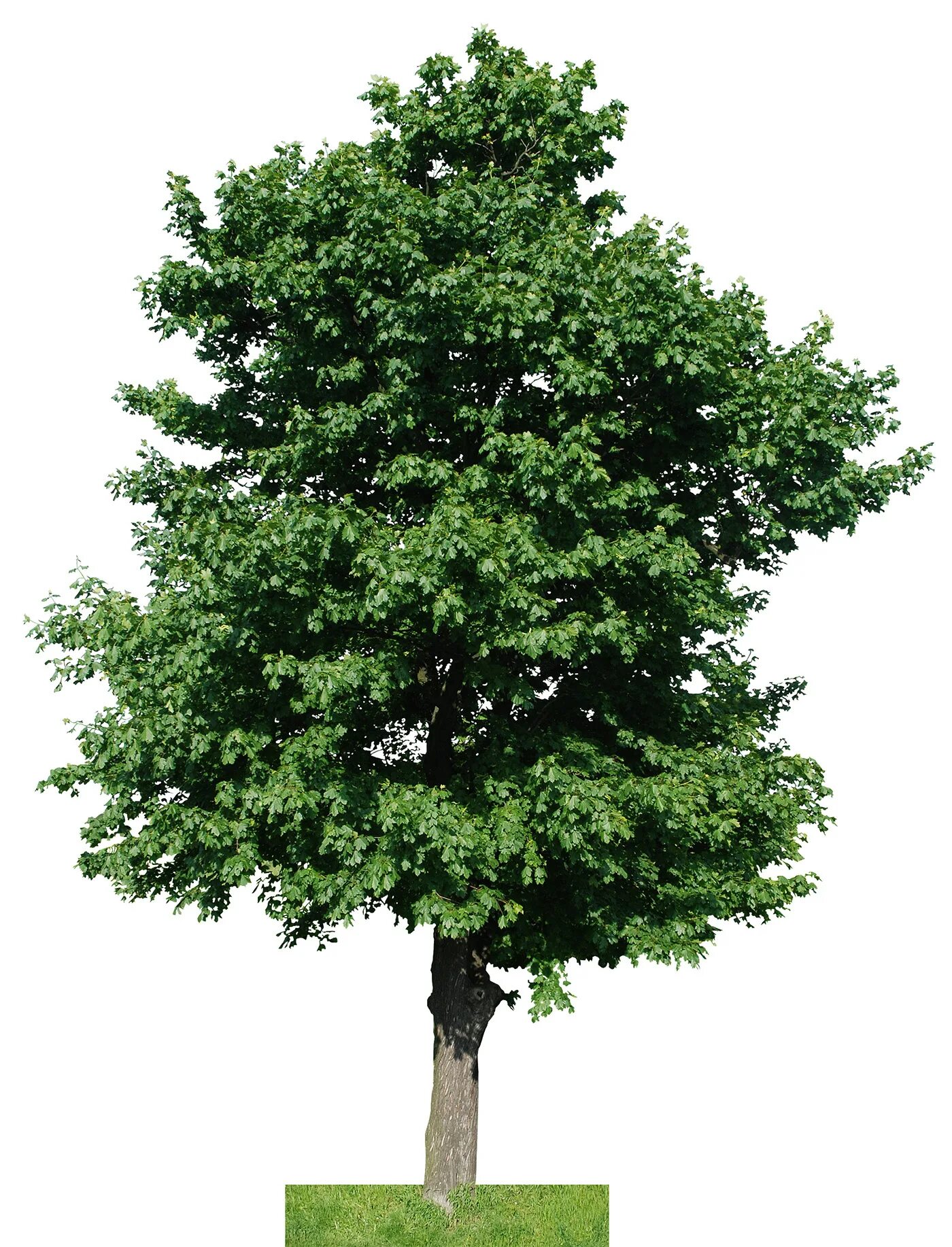 Tree 40