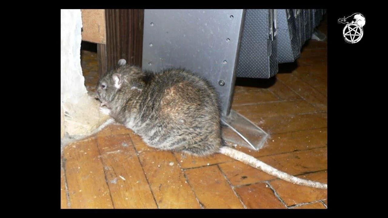 Мышь грызет. Мыши в доме.