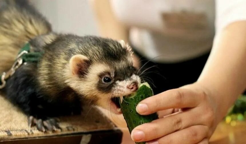 Чем кормить хорька. Хорёк домашний. Хорьки домашние. Хорьки домашние питание. Питание хорьков.