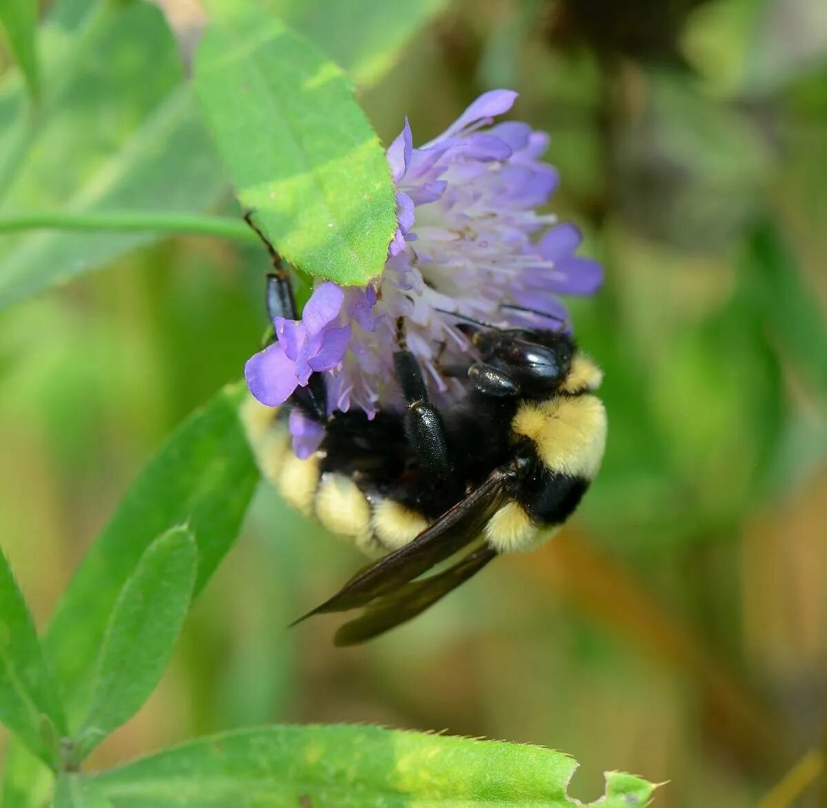 Как выглядит шмель. Степной шмель bombus fragrans. шмель степной bombus fragrans (pallas, 1771). bombus bombus шмель. шмель армянский - bombus armeniacus.